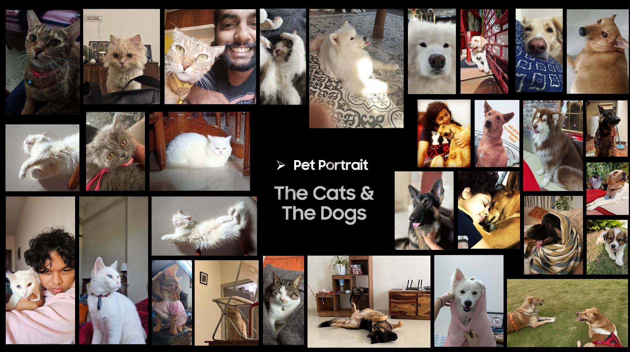 People photographing their pets — research context